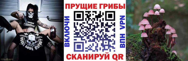 Купить закладки Жиздра Псилоцибиновые грибы Psilocybine cubensis
